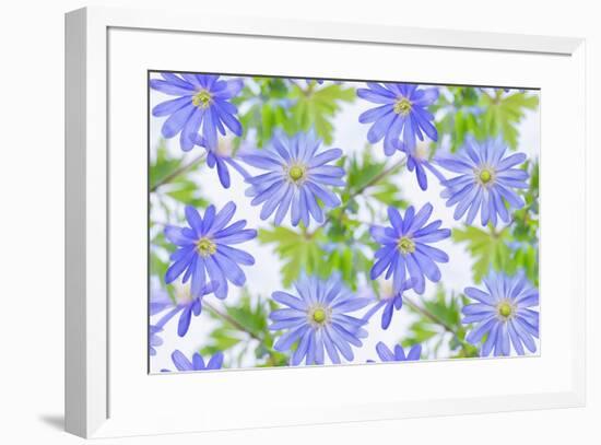 Anemone Blue-Cora Niele-Framed Giclee Print