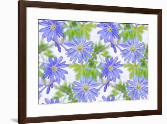 Anemone Blue-Cora Niele-Framed Giclee Print