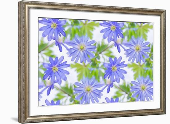 Anemone Blue-Cora Niele-Framed Giclee Print