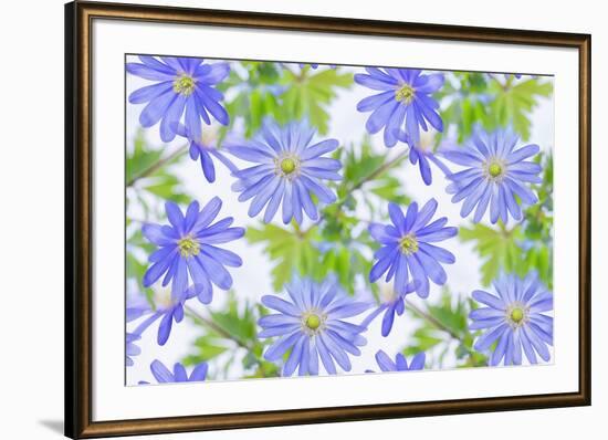 Anemone Blue-Cora Niele-Framed Giclee Print