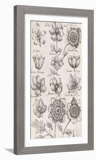 Anemone Cultivars-The Vintage Collection-Framed Giclee Print