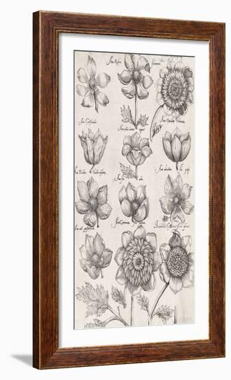 Anemone Cultivars-The Vintage Collection-Framed Giclee Print