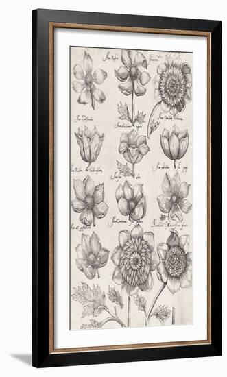 Anemone Cultivars-The Vintage Collection-Framed Giclee Print