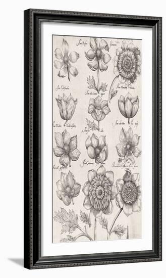 Anemone Cultivars-The Vintage Collection-Framed Giclee Print