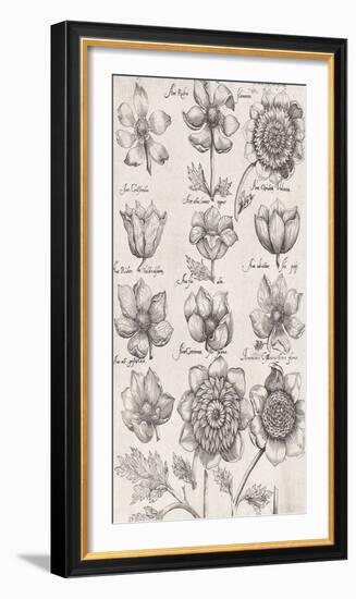 Anemone Cultivars-The Vintage Collection-Framed Giclee Print