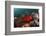 Anemone Fish in the Lockheed P-38 Lightning Fighter Aircraft Wreck, Marovo Lagoon, the Solomon Isla-Reinhard Dirscherl-Framed Photographic Print