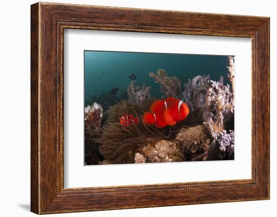 Anemone Fish in the Lockheed P-38 Lightning Fighter Aircraft Wreck, Marovo Lagoon, the Solomon Isla-Reinhard Dirscherl-Framed Photographic Print