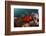 Anemone Fish in the Lockheed P-38 Lightning Fighter Aircraft Wreck, Marovo Lagoon, the Solomon Isla-Reinhard Dirscherl-Framed Photographic Print