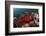 Anemone Fish in the Lockheed P-38 Lightning Fighter Aircraft Wreck, Marovo Lagoon, the Solomon Isla-Reinhard Dirscherl-Framed Photographic Print