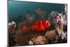 Anemone Fish in the Lockheed P-38 Lightning Fighter Aircraft Wreck, Marovo Lagoon, the Solomon Isla-Reinhard Dirscherl-Mounted Photographic Print