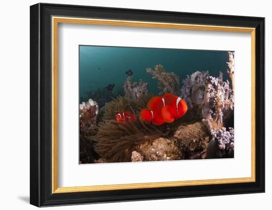 Anemone Fish in the Lockheed P-38 Lightning Fighter Aircraft Wreck, Marovo Lagoon, the Solomon Isla-Reinhard Dirscherl-Framed Photographic Print