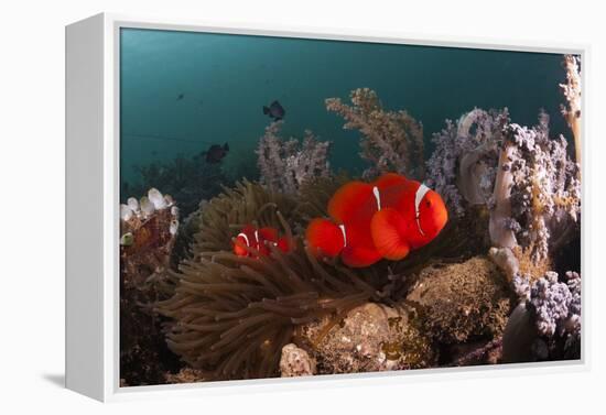 Anemone Fish in the Lockheed P-38 Lightning Fighter Aircraft Wreck, Marovo Lagoon, the Solomon Isla-Reinhard Dirscherl-Framed Premier Image Canvas