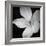 Anemone Floral-Assaf Frank-Framed Giclee Print