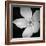 Anemone Floral-Assaf Frank-Framed Giclee Print