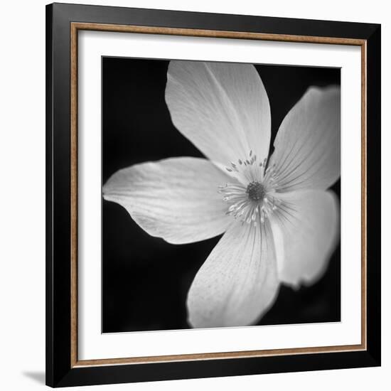 Anemone Floral-Assaf Frank-Framed Giclee Print