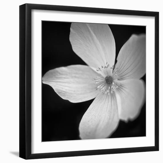 Anemone Floral-Assaf Frank-Framed Giclee Print