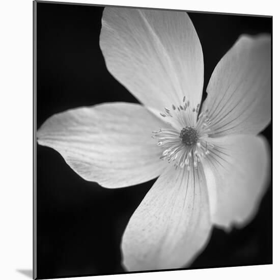 Anemone Floral-Assaf Frank-Mounted Giclee Print