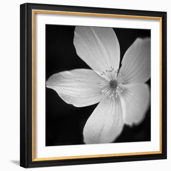 Anemone Floral-Assaf Frank-Framed Giclee Print