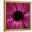 Anemone Flower (Anemone Sp.)-Cristina-Framed Premier Image Canvas