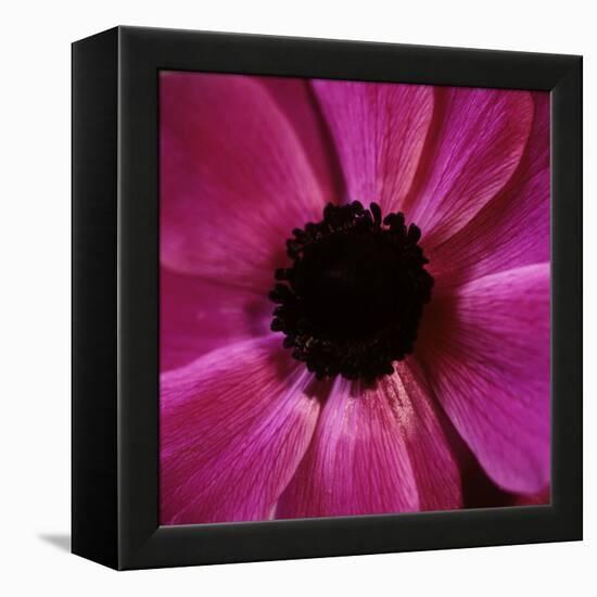 Anemone Flower (Anemone Sp.)-Cristina-Framed Premier Image Canvas
