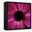 Anemone Flower (Anemone Sp.)-Cristina-Framed Premier Image Canvas