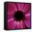 Anemone Flower (Anemone Sp.)-Cristina-Framed Premier Image Canvas
