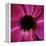 Anemone Flower (Anemone Sp.)-Cristina-Framed Premier Image Canvas