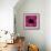 Anemone Flower (Anemone Sp.)-Cristina-Framed Premium Photographic Print displayed on a wall