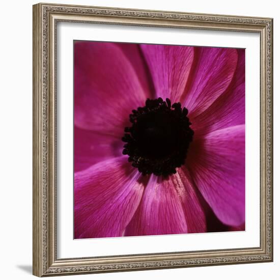 Anemone Flower (Anemone Sp.)-Cristina-Framed Premium Photographic Print