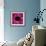 Anemone Flower (Anemone Sp.)-Cristina-Framed Premium Photographic Print displayed on a wall