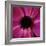 Anemone Flower (Anemone Sp.)-Cristina-Framed Premium Photographic Print