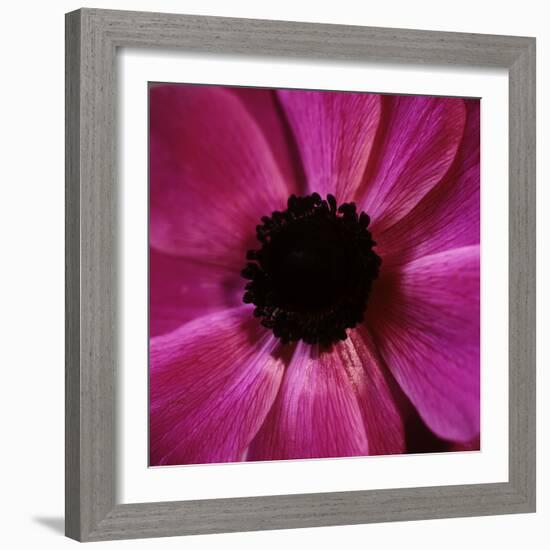 Anemone Flower (Anemone Sp.)-Cristina-Framed Premium Photographic Print