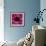 Anemone Flower (Anemone Sp.)-Cristina-Framed Premium Photographic Print displayed on a wall