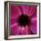 Anemone Flower (Anemone Sp.)-Cristina-Framed Premium Photographic Print