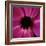 Anemone Flower (Anemone Sp.)-Cristina-Framed Premium Photographic Print