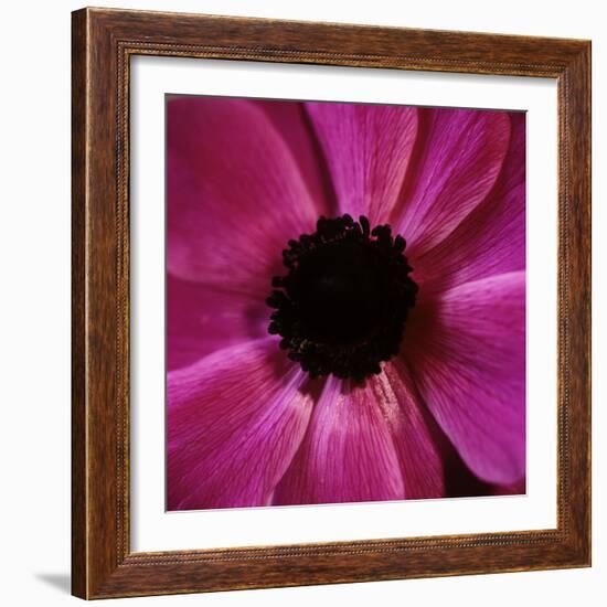 Anemone Flower (Anemone Sp.)-Cristina-Framed Premium Photographic Print