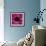 Anemone Flower (Anemone Sp.)-Cristina-Framed Premium Photographic Print displayed on a wall