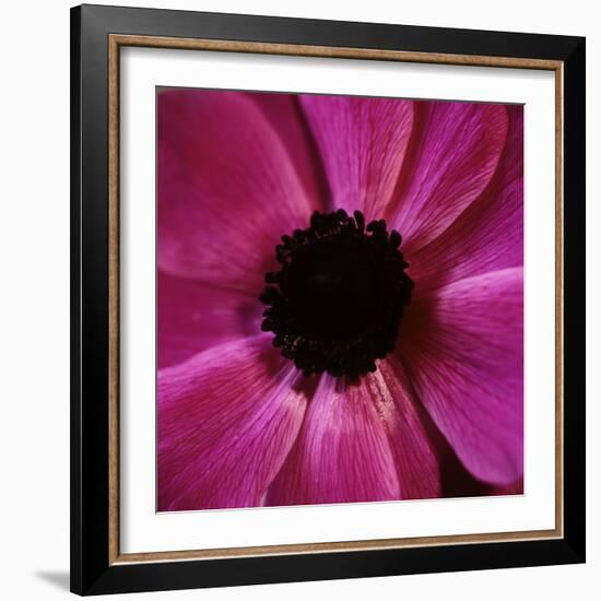 Anemone Flower (Anemone Sp.)-Cristina-Framed Premium Photographic Print