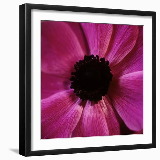 Anemone Flower (Anemone Sp.)-Cristina-Framed Premium Photographic Print