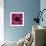 Anemone Flower (Anemone Sp.)-Cristina-Framed Premium Photographic Print displayed on a wall