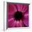 Anemone Flower (Anemone Sp.)-Cristina-Framed Premium Photographic Print