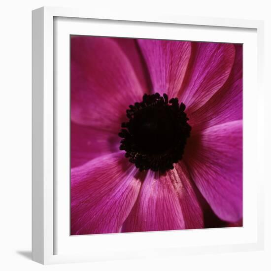 Anemone Flower (Anemone Sp.)-Cristina-Framed Premium Photographic Print