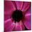 Anemone Flower (Anemone Sp.)-Cristina-Mounted Premium Photographic Print