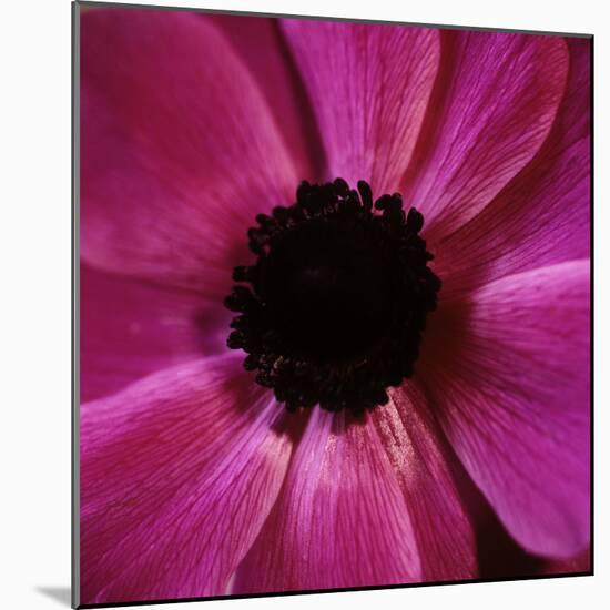 Anemone Flower (Anemone Sp.)-Cristina-Mounted Premium Photographic Print