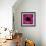 Anemone Flower (Anemone Sp.)-Cristina-Framed Premium Photographic Print displayed on a wall