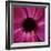 Anemone Flower (Anemone Sp.)-Cristina-Framed Premium Photographic Print