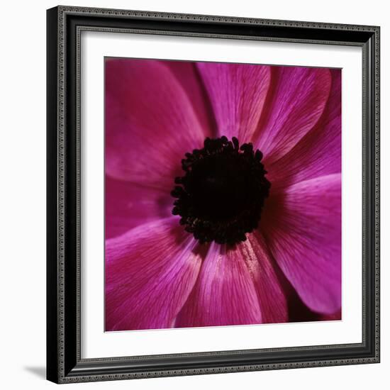 Anemone Flower (Anemone Sp.)-Cristina-Framed Premium Photographic Print