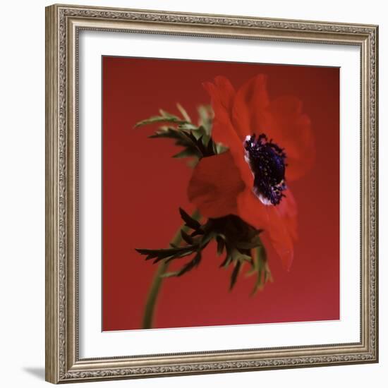 Anemone Flower (Anemone Sp.)-Cristina-Framed Premium Photographic Print