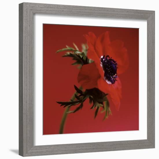 Anemone Flower (Anemone Sp.)-Cristina-Framed Premium Photographic Print