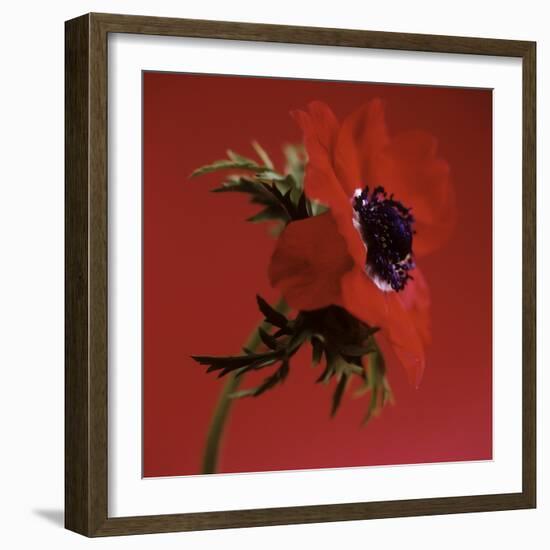 Anemone Flower (Anemone Sp.)-Cristina-Framed Premium Photographic Print